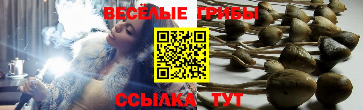 Галлюциногенные грибы мицелий  Псилоцибиновые грибы прущие грибы  Топки  Вход с VPN 